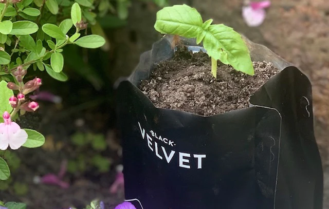 coffee bag flower seedling
